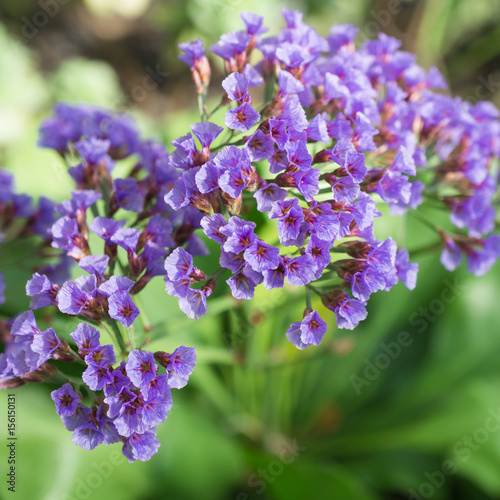 Flaumhaariger Strandflieder Limonium Puberulum Quadratisch Buy This Stock Photo And Explore Similar Images At Adobe Stock Adobe Stock