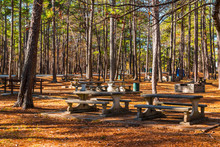 Landscape With Pine Trees And Benches Of Studdard Picnic Area In The Stone Mountain Park In Sunny Autumn Day, Georgia, USA