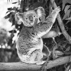 Wall Mural - koala in a eucalyptus tree. black and white