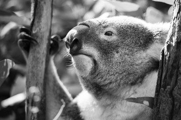 Wall Mural - koala in a eucalyptus tree. black and white