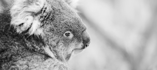 Wall Mural - koala in a eucalyptus tree. black and white