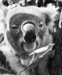 Wall Mural - koala in a eucalyptus tree. black and white