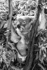 Wall Mural - koala in a eucalyptus tree. black and white