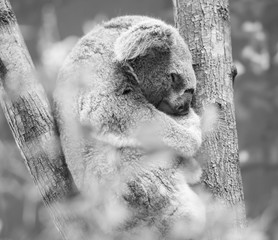 Wall Mural - koala in a eucalyptus tree. black and white
