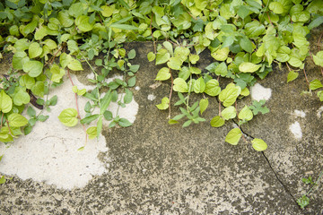 plants on the wall.