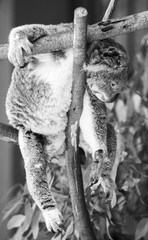 Wall Mural - koala in a eucalyptus tree. black and white