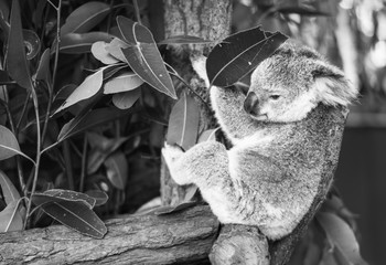 Wall Mural - koala in a eucalyptus tree. black and white