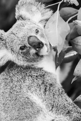 Wall Mural - koala in a eucalyptus tree. black and white