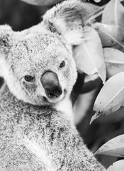 Wall Mural - koala in a eucalyptus tree. black and white