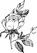 Black White Rose Illustration. Drawing Of A Plant In The Style Of A Tattoo.