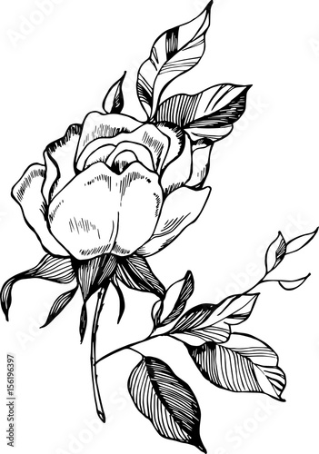 Black White Rose Illustration Drawing Of A Plant In The
