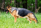 Fototapeta Psy - German Shepherd dog performs a command to stand