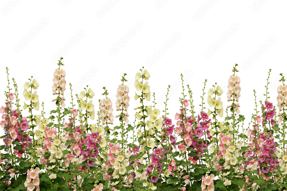 Fresh pink and white mallow flowers border - obrazy, fototapety, plakaty 