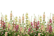 Fresh Pink And White Mallow Flowers Border