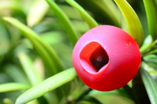 Taxus Baccata. Fruit Yew
