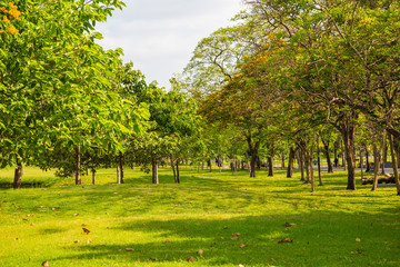 City park with green meadow and tree