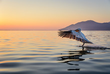 Dalmatian Pelican (Pelecanus Crispus) Shot At Sunrise At Lake Kerkini In Greece