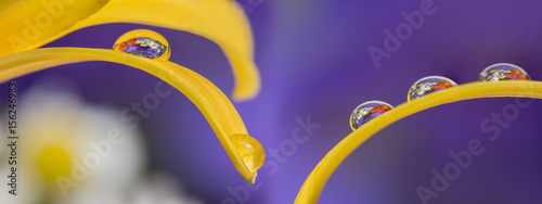 drop on flower