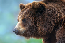 Brown Bear Close Up Portrait