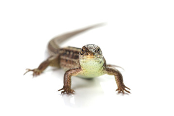 Wall Mural - Brown lizard isolated on white