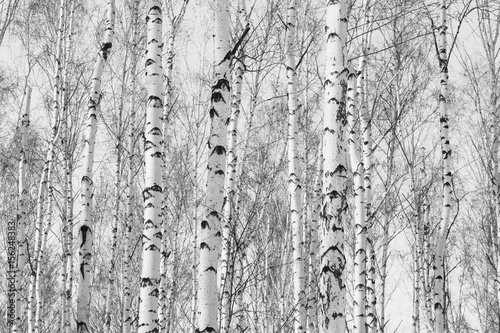 Black and white photo of birch grove in autumn as beautiful black-and-white wallpaper
