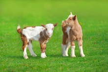 Cute Goat In Spring Green Grass