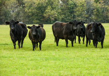 Black Cows In A Green Pasture