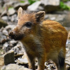 Wall Mural - Animal - wild boar in the wild. Young bear playing in nature-forest. (Sus scrofa)