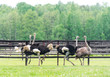 Group of ostrich in the farm