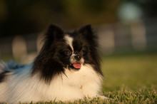 Pomeranian Dog Lying On Grass With Fence In Background