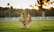 Pomeranian dog running on grass with ball