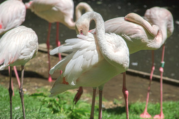 Wall Mural - flamant rose