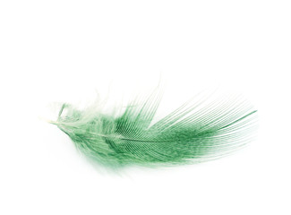 Decorational feather isolated