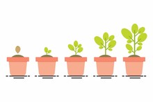 Plant Growing Stages
