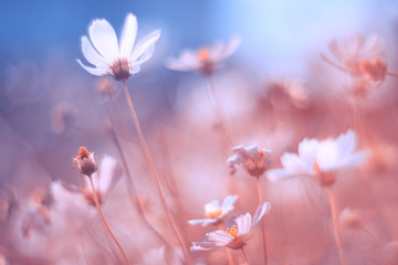 Wall Mural - delicate cosmos flowers with beautiful pastel tones. an artistic image. very selective and soft focu