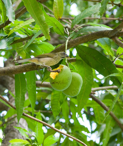 Oiseau Qui Mange Une Mangue Buy This Stock Photo And