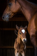 Momma And Baby Horse