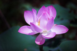 Fototapeta Kwiaty - close up of  lotus flower blooming in garden as background