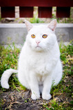 Fototapeta Mapy - Sad white cat wih unhappy muzzle outside