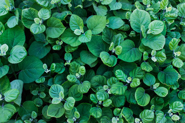 Wall Mural - background with lavish foliage. outdoor garden plants.