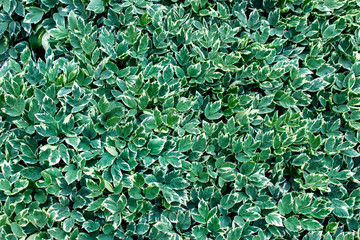 Wall Mural - lavish foliage - goutweed plants. plant carpet with ground aegopodium podagraria variegatum plants.