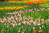 Fototapeta Tulipany - Field of multicolored tulips. Selective focus.