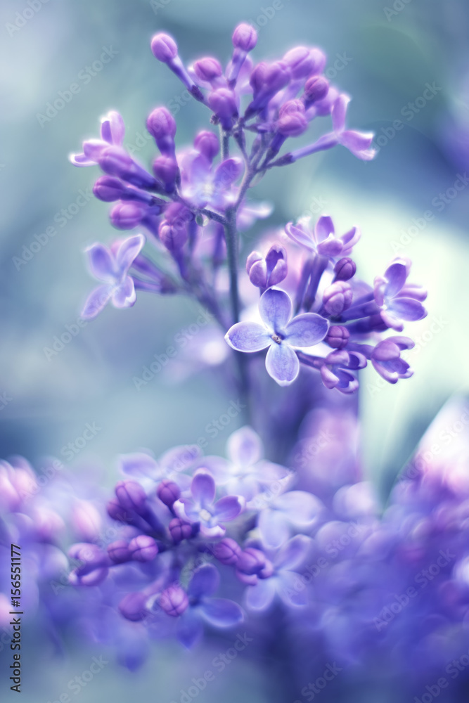 Delicate lilac flowers on a beautiful background. Spring flowers. Selective focus - obrazy, fototapety, plakaty 
