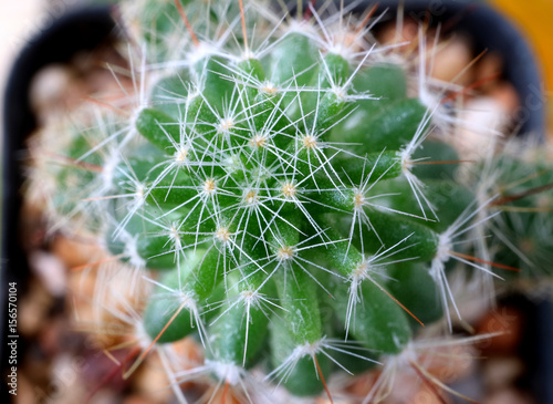 Top View Of Vibrant Green Mini Cactus Plants Macro Shot