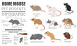 Mice breeds icon set flat style isolated on white. Mouse rodents collection. Create own infographic about pets