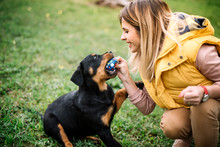 Girl Playing With Dog On Grass - Lifestyle Details Of Woman Playing With Rottweiler