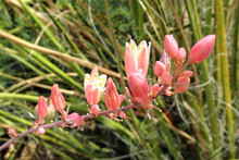 Blüten Einer Hesperaloe Parviflora, Auch Red Yucca Genannt