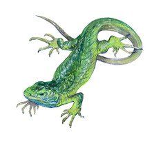 Watercolor Single Lizard Animal Isolated On A White Background Illustration.