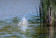 Common Tern Emerging From A Dive Into The Lake Without A Fish