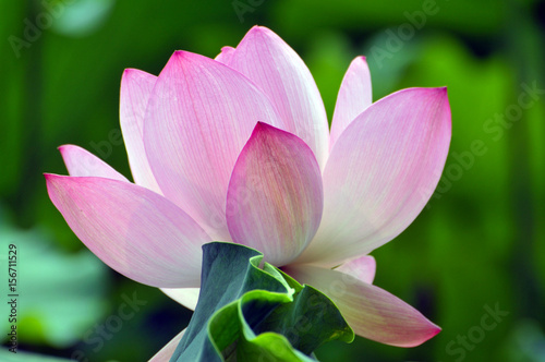 Zdjęcie XXL Kwiat lotosu Blossom